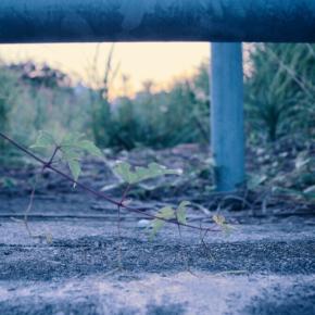 お写んぽ 29 草花