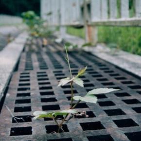 お写んぽ 34 路肩の草花