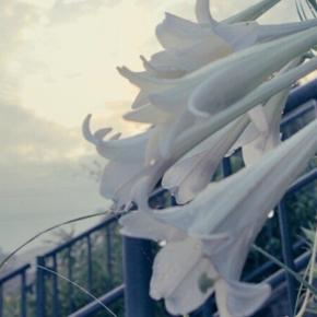 お写んぽ 50 百合