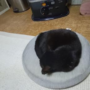 節約をやめて、シャワーを出しっぱなしにした火曜日の夜。