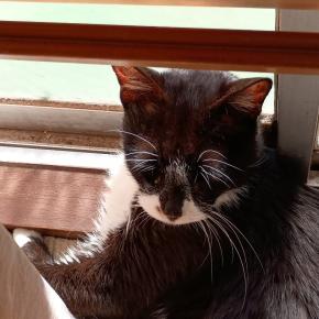 猫さんに 枕取られて 冬の朝