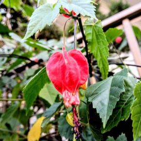 折り紙で出来た様な花