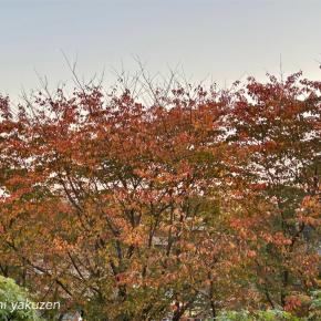 今週のお題「久しぶりに食べたもの」～きりたんぽ