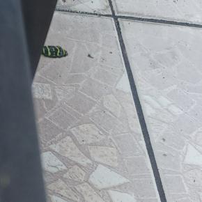 ヘビが・・いるんだが。しかも毒蛇っぽい