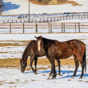 ザ・ロイヤルファミリーってすごいTVドラマだったんですね