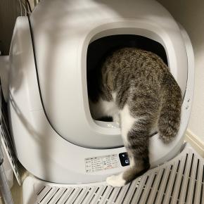 新年のご挨拶と、自動トイレ1週間レポート｜シオンとの新しい暮らし