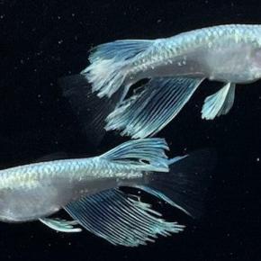 メダカ屋が語る「極上のヒレ」。その柔らかさと希少性について