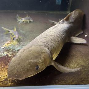 【古代魚 vs メダカ】薬への強さが真逆！？ネオケラトドゥスフォルステリ