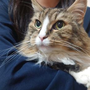 【今日のひとしずく 2025/12/30】怖くない我家の猫のシャー