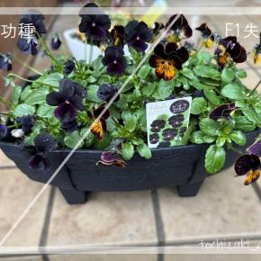 交配の失敗種を育ててみる。