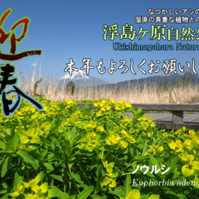 本年もよろしくお願いいたします。