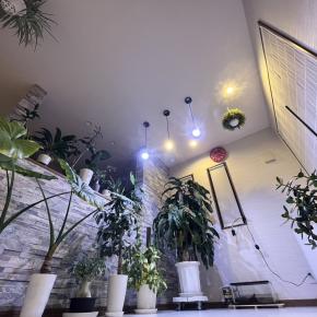 ドラセナの花が咲きました。