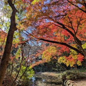 晩秋の石神井公園へ。