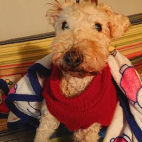 レイキーのロン君、15歳。