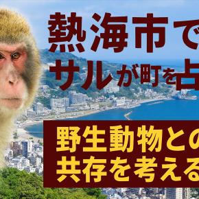 人間は野生に勝てるのか？熱海市のサル騒動から考える共存の未来