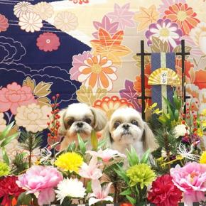 ヒメコちゃん＆きなこちゃん