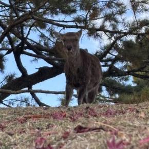 【奈良】おみやげ