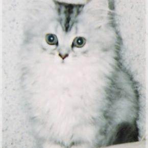 生後3ヶ月のときのちぇる