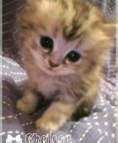 生後1ヶ月の時のちぇる☆