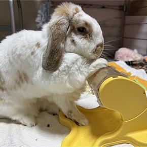 【かしこうさ】ちはやとまーくん、知育玩具で遊ぶ。