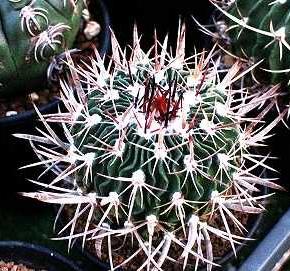 多稜サボテン ステノカクタス属