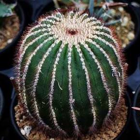 ユーベル・プセウドペクチニフェラほか