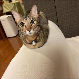 サロンにおります