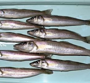 12/28 境水道でキスとエノハ釣り