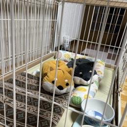 ☆2025年 も ありがとうございました☆ と ☆私のつぶやき☆