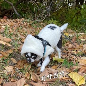 お散歩中にフードが被さると(￣▽￣) 雪！！