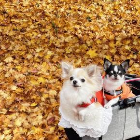 北大のイチョウ並木♪ファビボーイ一緒のフォト♪