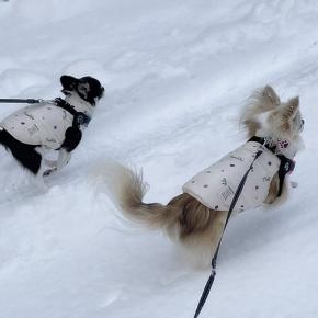 今シーズン初の雪道散歩♪走るんかーい！おねーたん速っ！
