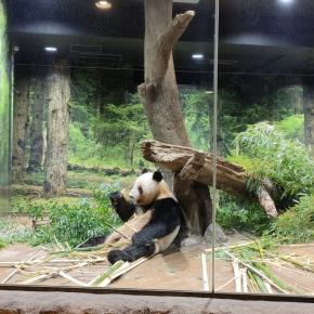最後のパンダ。