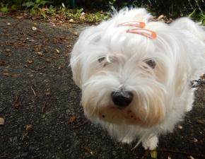 マルチーズ＆ちわまる天気予報