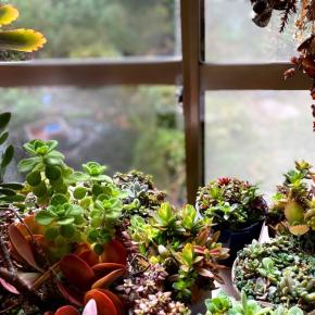 縁側の多肉と1年草