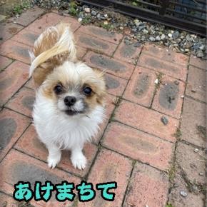 出遅れちゃったでつ