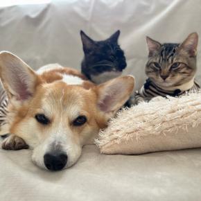 今年も一年ありがとうございました。