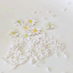 今日もひたすら、カモミールのバージョンを作っています