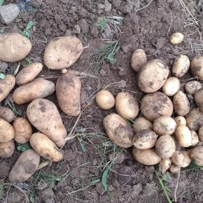 残りのじゃがいも掘り