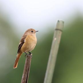 「人工物」ジョウビタキ・雌
