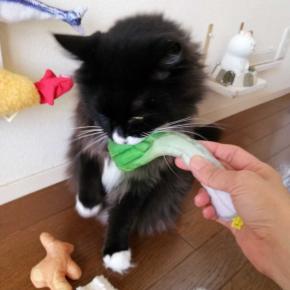 ねぎかみかみ（動画つき）（と）1021日目の2歳くーちゃん（と）2010年のくつした