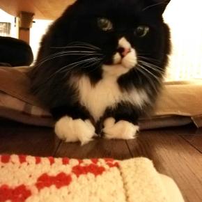 テーブルの下で一緒の時間（と）1150日目の3歳くーちゃん（と）2005年のカーテンレールくつした