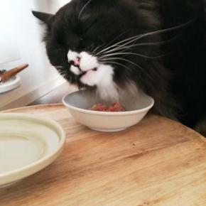 肉、噛みしめて。（と）1155日目の3歳くーちゃん（と）2008年の葉っぱくつした