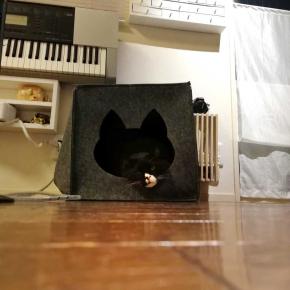 猫穴ボックス、寝方いろいろ（と）2009年の別荘くつした