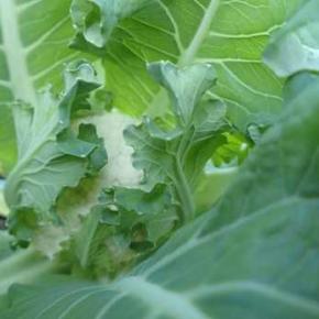 タマネギ苗植え付け＆大きな石を発見☆葉山農園（12月初旬）