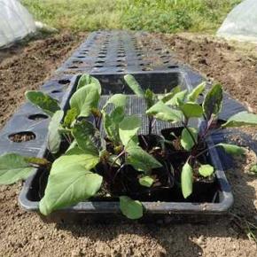 キュウリ苗植え付け＆トウモロコシ雑草☆葉山農園（4月中旬）