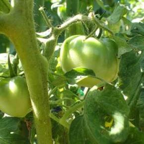 ニンジン種まき＆ゴーヤ＆トマト収穫☆葉山農園（8月上旬）