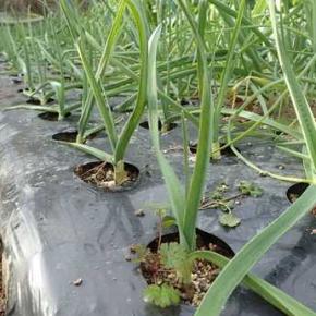 ハクサイ収穫＆ブロッコリー収穫☆葉山農園（12月中旬）