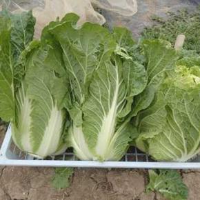 タマネギ追肥＆ブロッコリー収穫☆葉山農園（12月中旬）