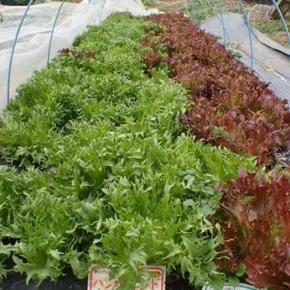 かぶ収穫＆フリルレタス収穫☆葉山農園（12月中旬）